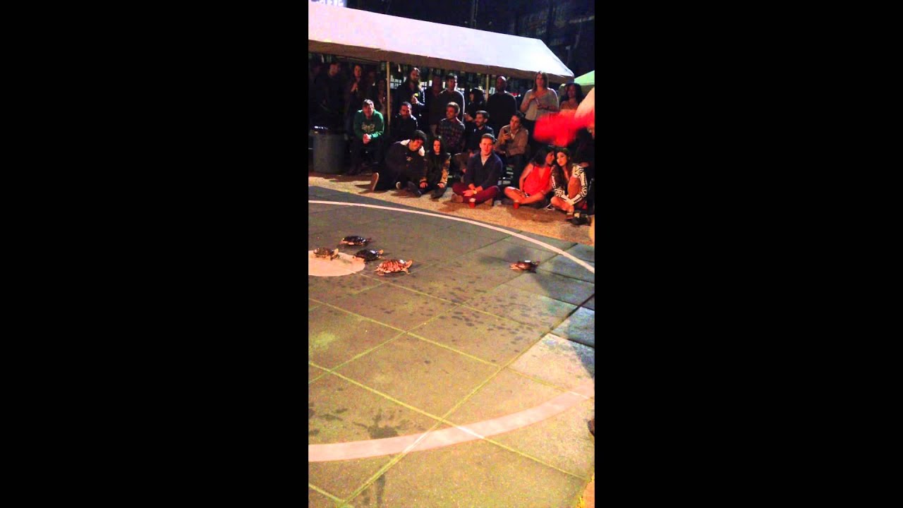 Turtle Race at Brennan's Pub - Los Angeles, CA - YouTube