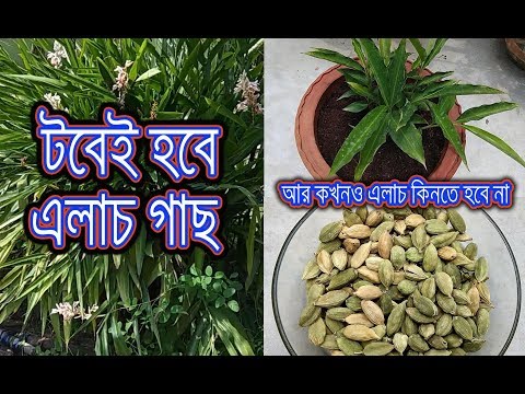 ভিডিও: ইয়ারো - মশলা এবং Medicষধি গাছ