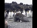 Sea Lions Raping Penguins 