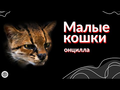 Видео: От Oncilla до Ocelot, тук са забавни малки факти за дивата котка