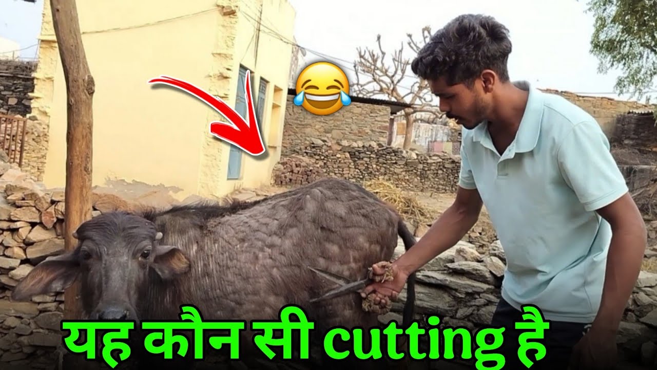 Bhains की यह कौन सी cutting कर दी मैने 😂