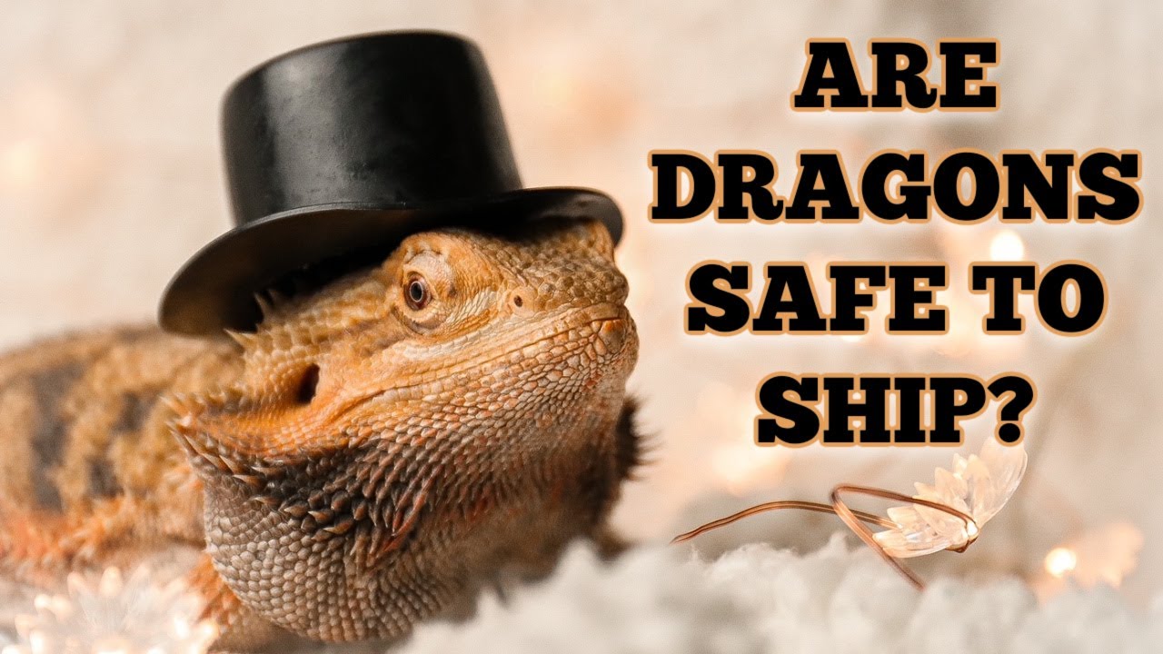 Is it SAFE to Ship Reptiles?? - YouTube