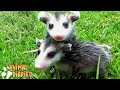 Rescuing Beby Trashcats - A day in the life of Momo the Opossum