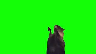 Screaming Cat Meme (Green Screen)