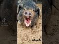 pig song #shorts