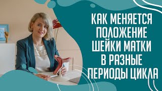 Как меняется положение шейки #матки в разные периоды цикла