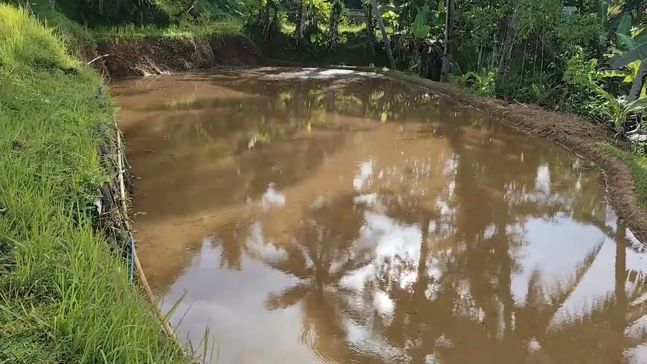 Sawah Siap Tanam Padi, Harapan Baru Untuk Ketahanan Pangan