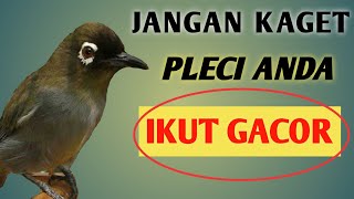 PLECI PAPUA NGRIWIK , PLECI BLACK CAPPED NGRIWIK