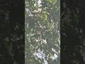 Catch me not !