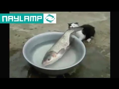 Video: De Gatos Y Peces: ¿el Pescado Es Malo Para Los Gatos?