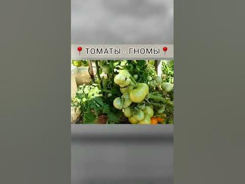 ТОМАТЫ - ГНОМЫ В ОТКРЫТОМ ГРУНТЕ🌤 Урожайность зашкаливает📍 # ...