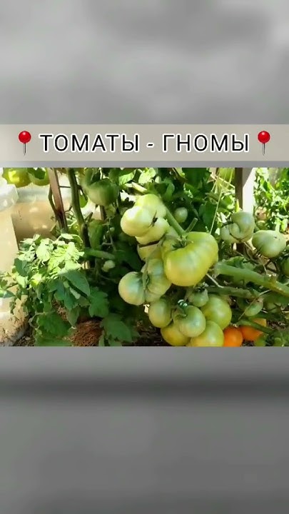 ТОМАТЫ - ГНОМЫ В ОТКРЫТОМ ГРУНТЕ🌤 Урожайность зашкаливает📍 # ...