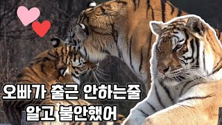 [감동적인 출퇴근 순간] 혼자는 출근도 퇴근도 시럿💕 동생 껌딱지가 된 오빠호랑이 Famous Tiger in Korea, cat tiger #태범 #무궁 #백두대간호랑이