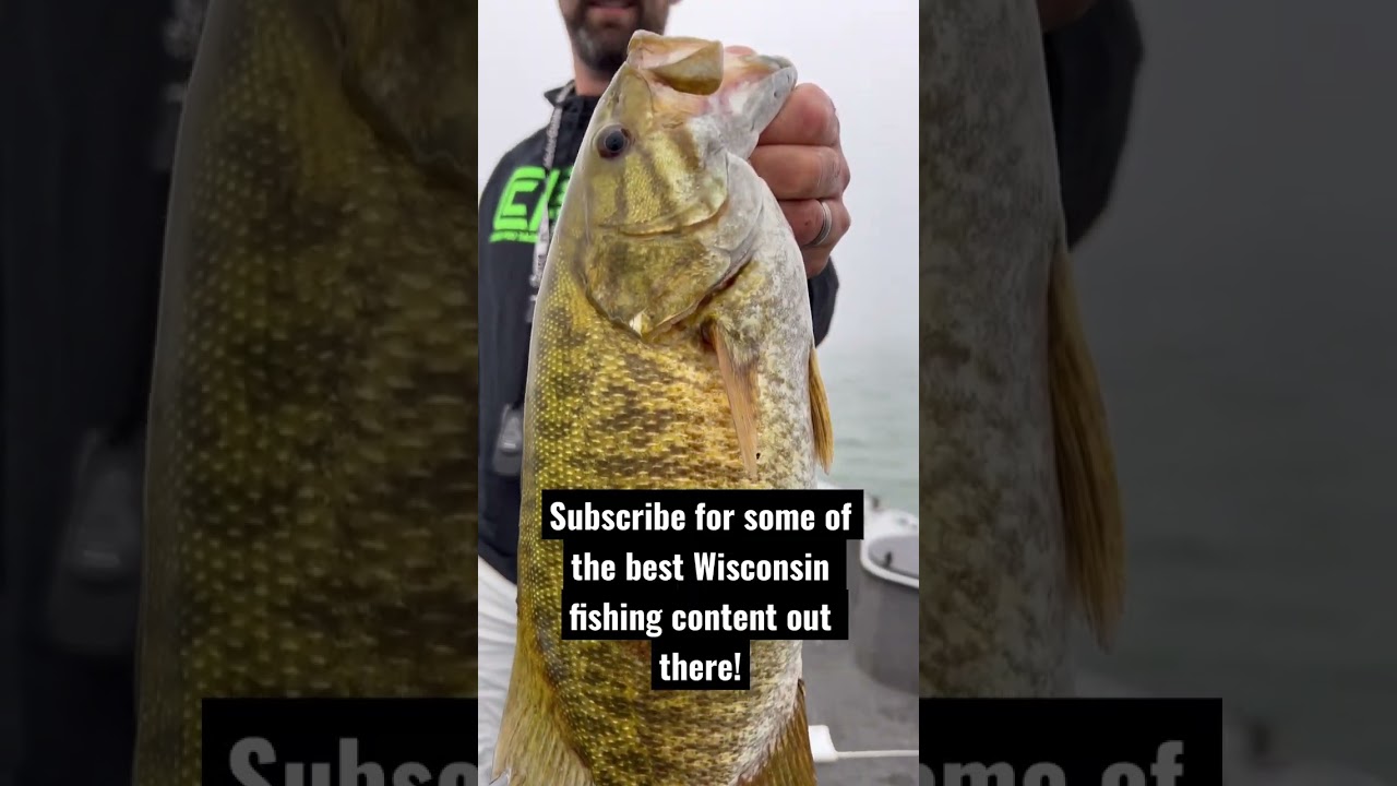 Big Wisconsin Smallmouth Bass Fishing Drop Shots!