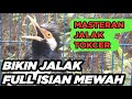 BURUNG JALAK SUREN GACOR ISIAN FULL PALING COCOK BUAT PANCINGAN MASTERAN JALAK MUDA AGAR CEPAT GACOR