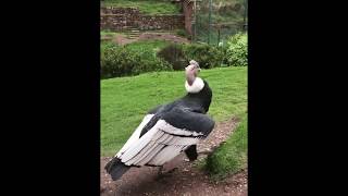 Andean Condors