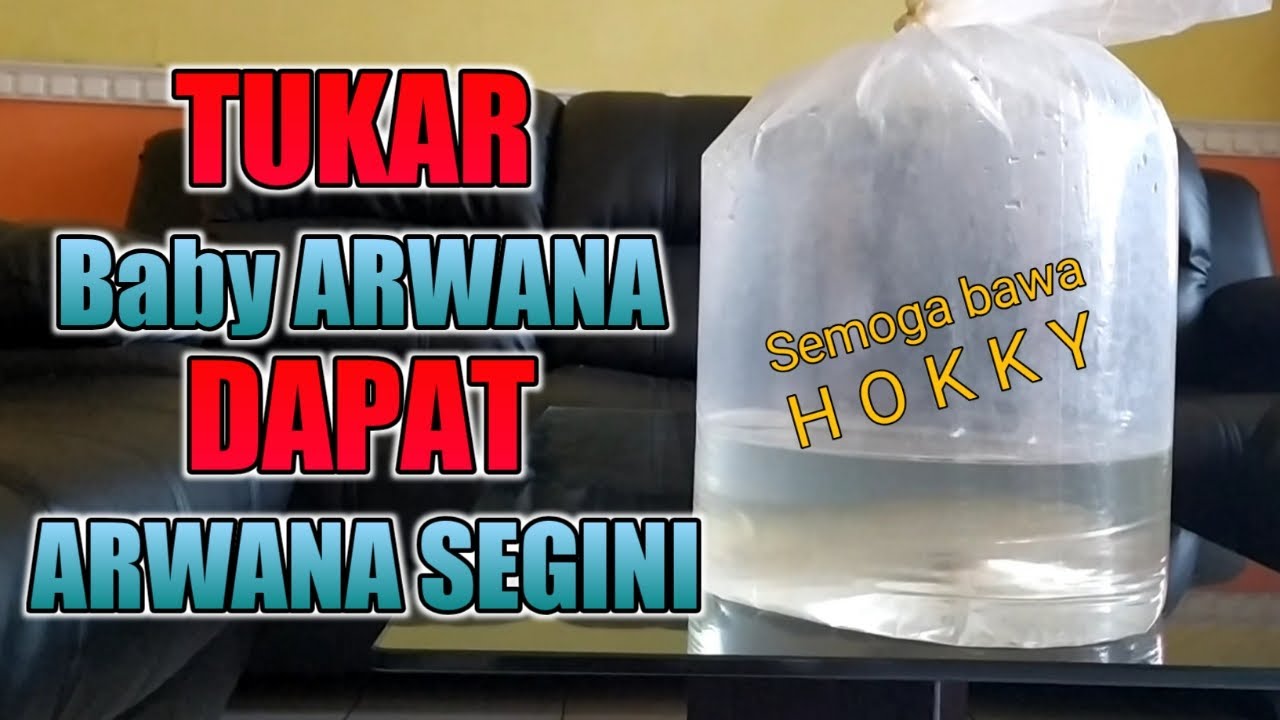 TUKAR TAMBAH IKAN ARWANA SILVER || UNBOXING ARWANA MURAH