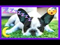 расслабляющая музыка для собак 🐶 эффективно 💤 для сна, успокаивает усыпляет беспокойную собаку