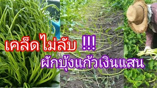 สูตรผักบุ้งแก้วเงินแสน แบบไหนขายดี แบบไหนขายไม่ได้