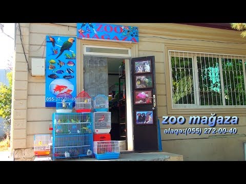 Video: Zoopark Memarlığı