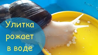 Размножение улиток ахатин | Улитка рожает в воде