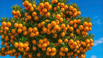 Choáng ngợp trước vườn Cam Đường Canh sai trĩu quả vàng óng - Không thể tin vào mắt.