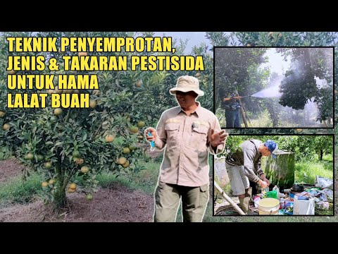 Video: Lalat Buah Pokok Citrus - Ketahui Mengenai Kawalan Lalat Buah Citrus
