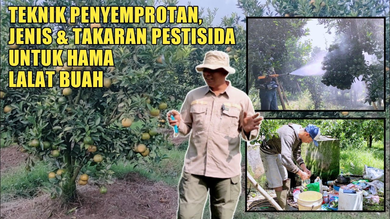 PESTISIDA UNTUK HAMA LALAT BUAH