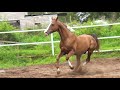 Продажа Ахалтекинских лошадей Sale of Akhal-Teke horses https://akhaltekellc.com