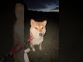 Where is my husband? #dog #pets #shibainu #dogshorts #dogvideos #tiktok