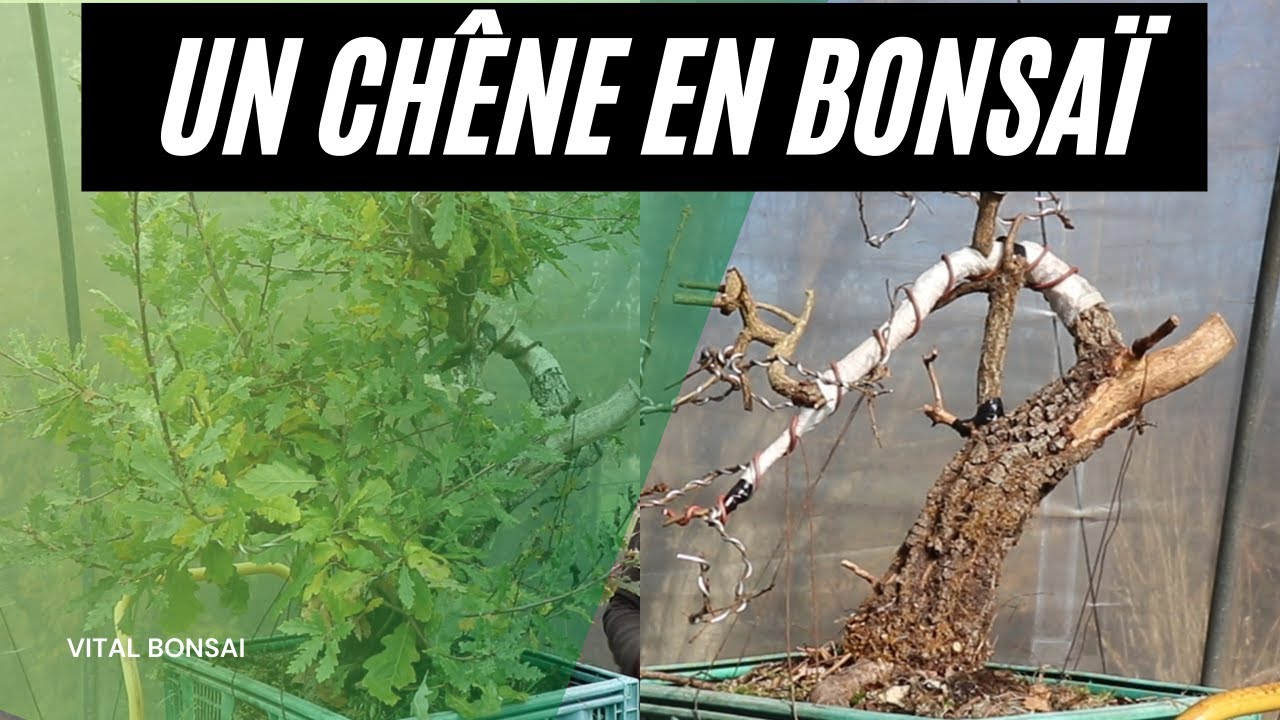 Évolution d'un CHÊNE en BONSAÏ (9 mois après)