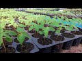 Cómo sembrar plánta de papaya Maradol