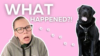 Arguing with My Service Dog!