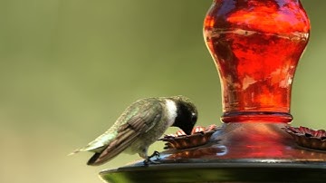 Hummingbird at 120 fps