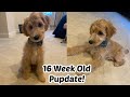 16 Week Old Mini Goldendoodle F1B Update! Spend the Day with Noodle the Doodle!