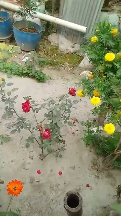 Download lagu my you tube first video ❤️❤️