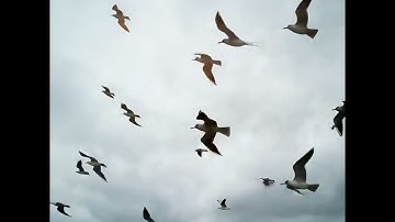 PRODIGE  by ALAIN DILON  | NEW, CONTEMPORARY, AVANT-GARDE JAZZ 2025