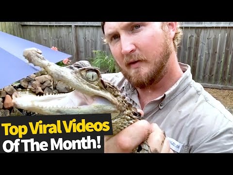 Top 50 Viral Videos Of The Month - April 2020