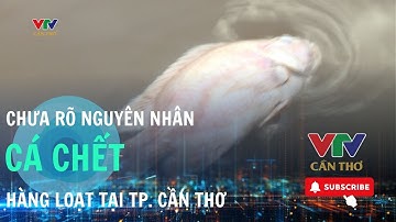 Người dân lo lắng vì chưa rõ nguyên nhân cá chết hàng loạt tại TP. Cần Thơ  | VTV CẦN THƠ