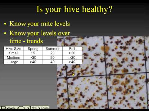 Getting Your Hives