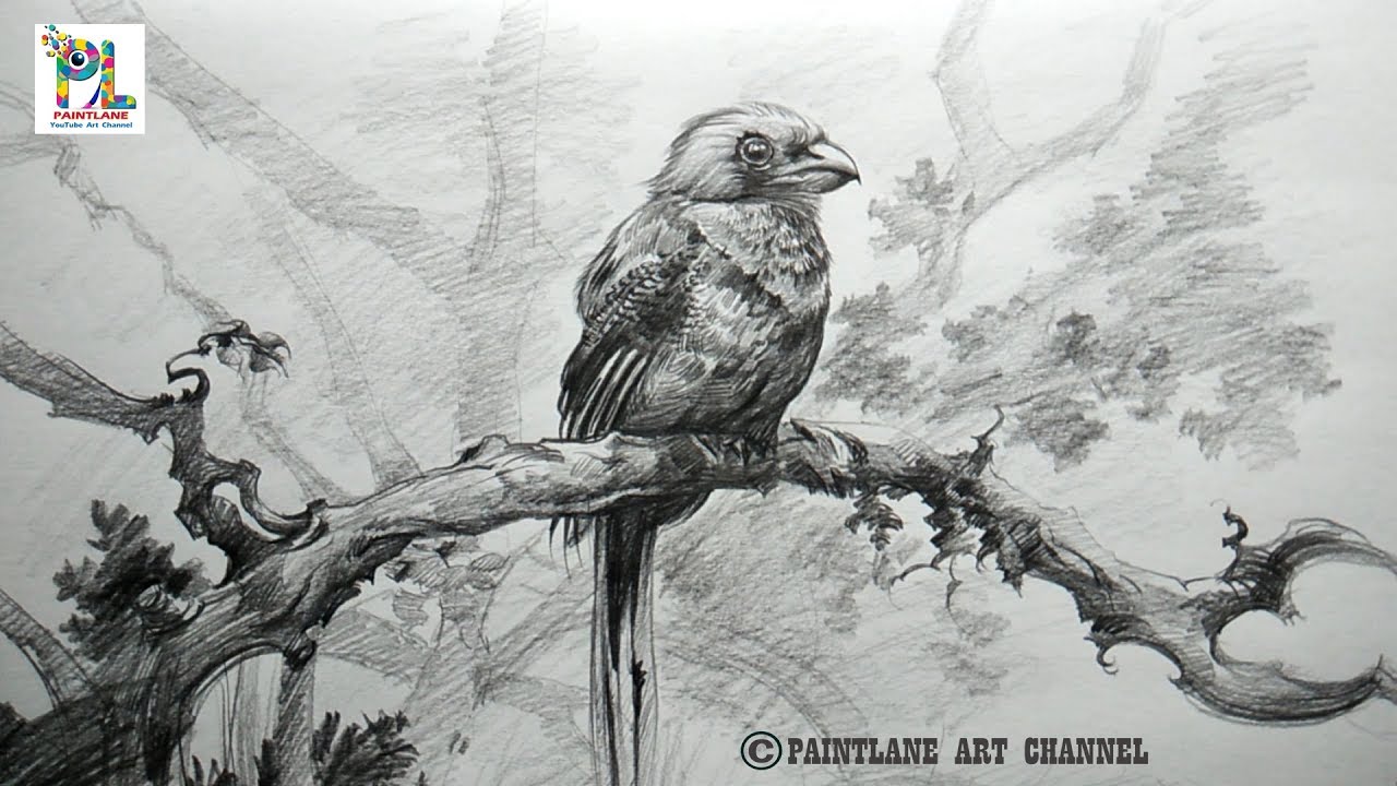 Learn Shading A Bird with Very Easy Pencil Strokes How