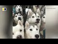 100 huskies escape from pet cafe in China