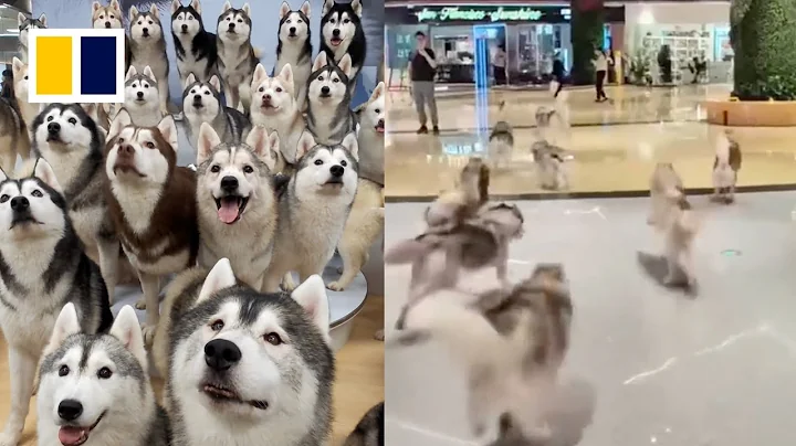 100 huskies escape from pet cafe in China - DayDayNews