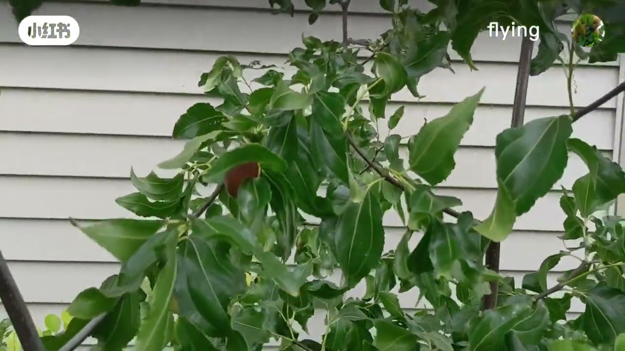 Harvest Lang jujube fruit the first time in Zone 5. 五区地栽狼枣