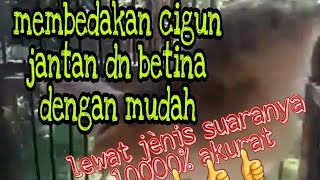 perbedaan cigun jantan dan cigun betina lewat suaranya