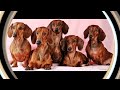 674 Театр песни Талисман - Весёлая такса