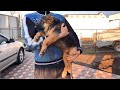 Щенки немецкой овчарки 3 месяца от Алана и Грейс. German Shepherd puppies 3 months.