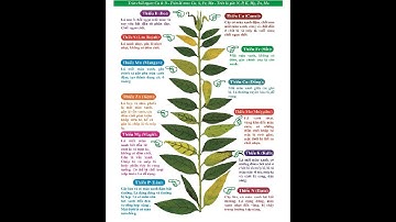 Triệu chứng thiếu dinh dương cây trồng trên lá