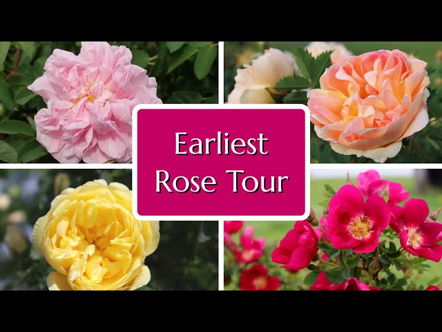 Earliest Roses to Bloom Tour class=