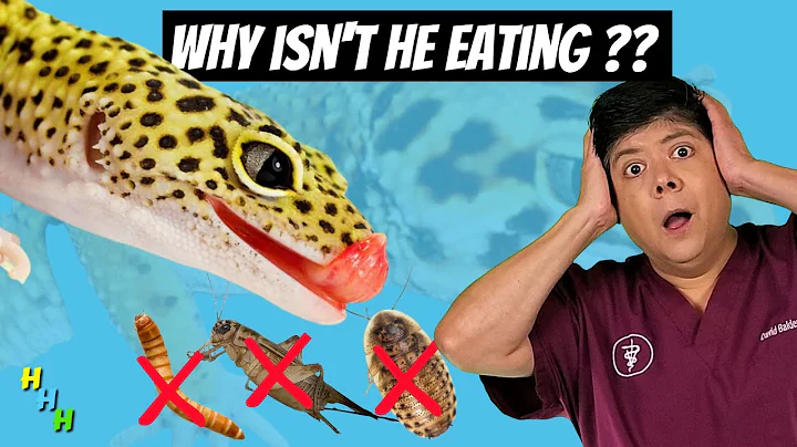 AVOID These Mistakes!! Top 10 Reasons Why Your Leopard Gecko Is Not Eating!!